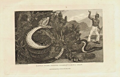 rattle snake - horned snake & walking leaf . 1821 engraving !