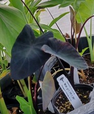 Midnight Elephant Ear - Colocasia esculenta Live Plant 