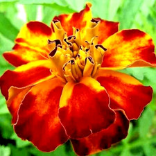 FRENCH MARIGOLD 30 SEEDS SPRING MIX FLOWER MOSQUITO INSECT REPELLENT BEES USA