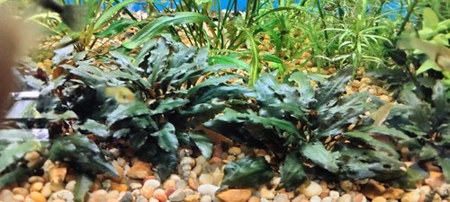  cryptocoryne wendtii - Picture 2 of 8
