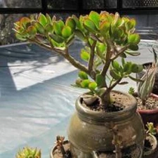 Crassula Ovata Croby's Compact Jade Plant: 1- Live,  Succulent + Bonus