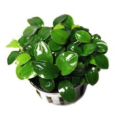 Anubias Petite  Aquarium Plants Factory 