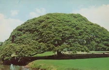 Vintage Kii Hawaii Chrome Postcard Monkey Pod Tree Symmetrical Landmark