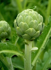 100+Organic Green Globe Artichoke Seeds | NON-GMO | Heirloom | Fresh Garden 2025