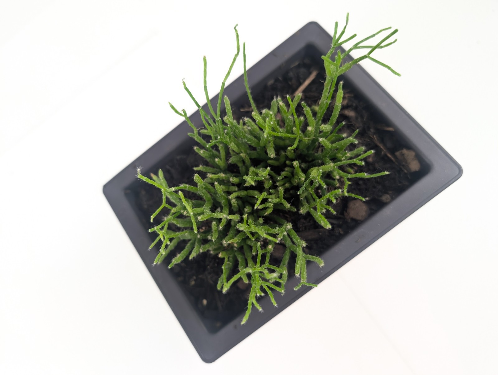 Rhipsalis Cereuscula "Coral Cactus" Live Tropical Plant 5 Inch Rectangle Pot