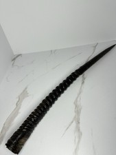 Kosher Shofar Gemsbok Oryx Horn Original from israel 28"-30" 