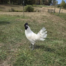 F1 & F3 Zombie Mix Chicken Hatching Eggs!