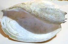 Huge Vintage Giant Natural Melon Conch Sea Shell 31cms x 20cms