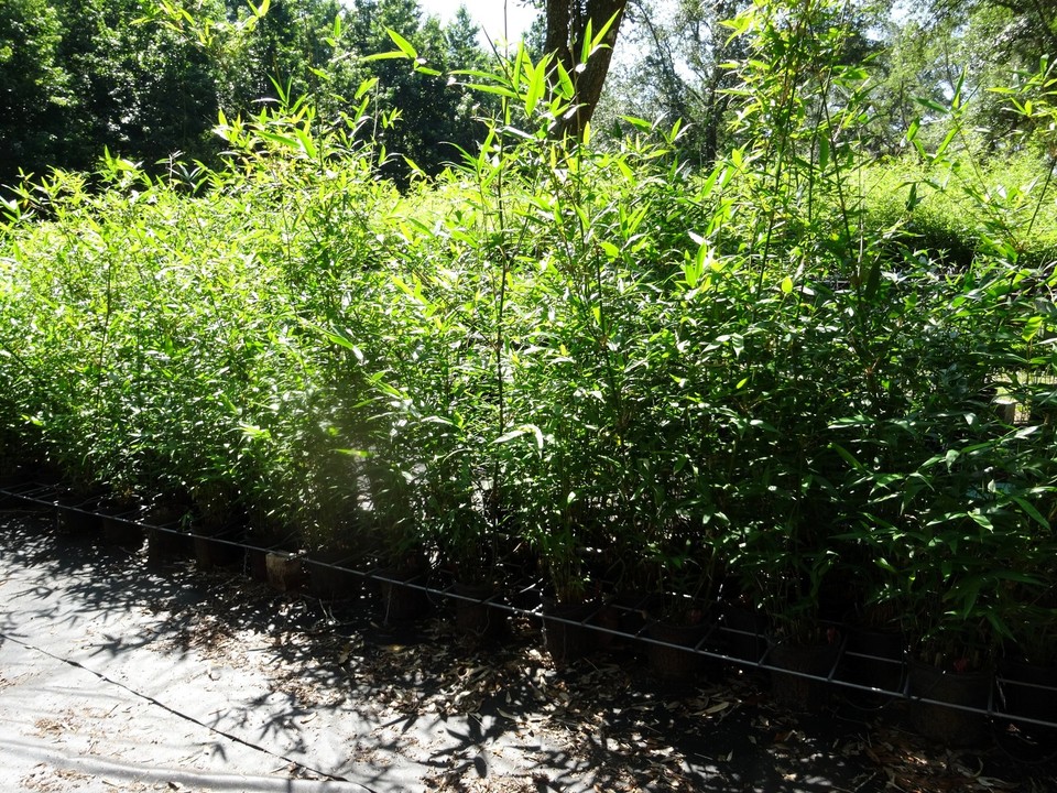 Oldhamii Giant Timber Bamboo / Bambusa Lg 1 Gallon Size Clumping, Non