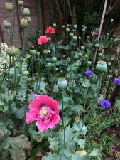 Giant Poppy Seed MIX Somniferum breadseed, Giganteum, Victoria x200+ .08g - 1.4g