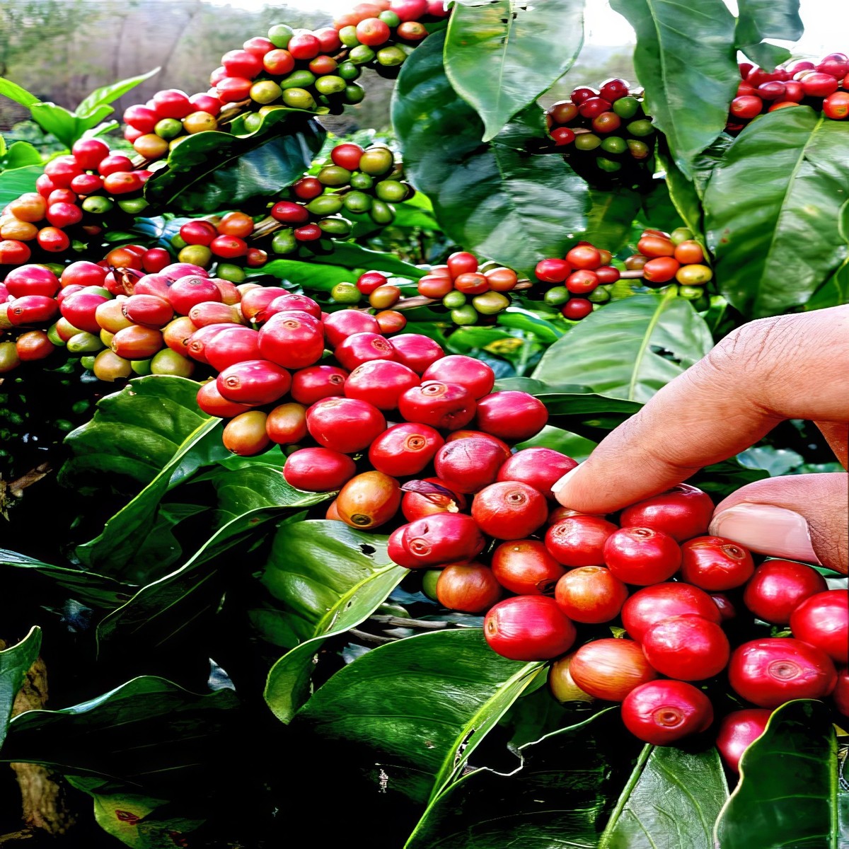 10 Coffea arabica Seeds Tropical EXOTIC Coffee Bean Indoor House