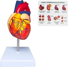 Life Size Human Heart Model, 2-Part Detachable Anatomical Heart Medical Model, H