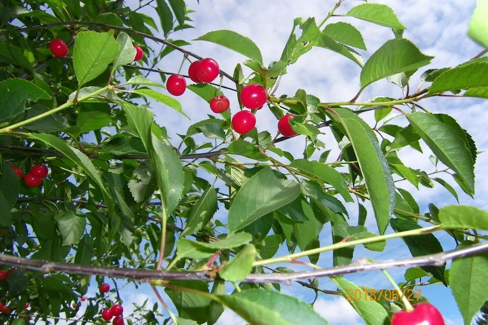 British Columbia Early Richmond Cherry Tree Seeds - Image 4 of 4