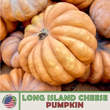 10 Long Island Cheese Pumpkin Squash Seeds, Heirloom, Non-GMO, Genuine USA