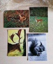 DDR Jagd Wald Tier Postkarten AK unbeschrieben Hirsch Reh Eichhörnchen Retro