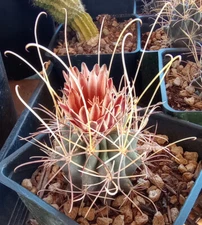 Sclerocactus uncinatus wrightii Mini Long Hook Spine Cold Hardy Single Cactus 47