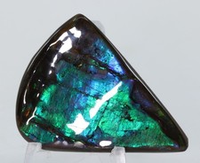 Korite Ammolite Ammonite shell 1.59"  40.5mm Bearpaw Fm Alberta AB COA 7281