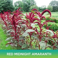 Red Midnight Amaranth Seeds, Amaranthus cruentus