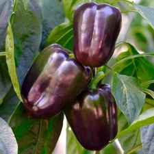 Lilac Bell Pepper Seeds, Purple Beauty, Non-GMO, Sweet & Crisp, Free Shipping