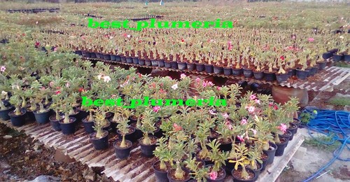 Adenium obesum 5 Farben in einer GEPFROPFPFLANZE im Topf 8 Zoll!! - Bild 3 von 5