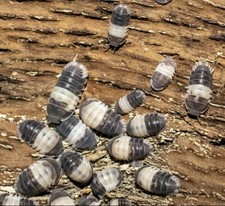 100 Panda King Isopods