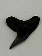 3/4 inch fossilized Extinct Tiger shark tooth from Venice Florida. 