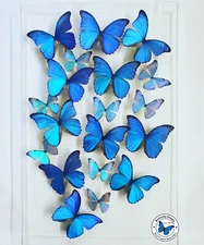 Real 3D Framed Morpho Butterfly Art - 18x28 Acrylic Frame 