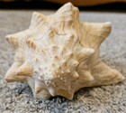 Sea Shell Conch Horn Real 7"x5" Home Decor — photo 4