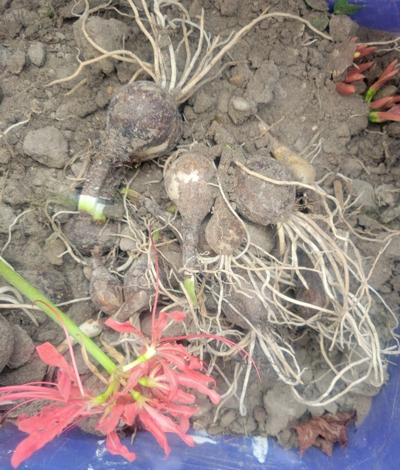 Lycoris Radiata Heirloom Bulbs Red Spider Lily 25 Pack - Image 3 of 3