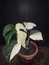 Monstera Jungle Mint Variegated Real Picture