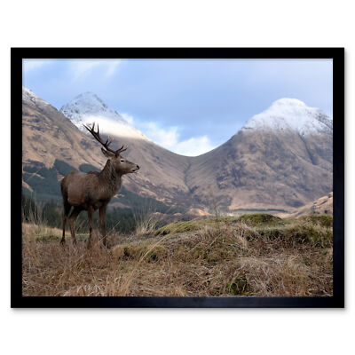 Andrewmckie Red Deer Stag Glen Etive Schottland Foto Wandkunstdruck gerahmt 12x16