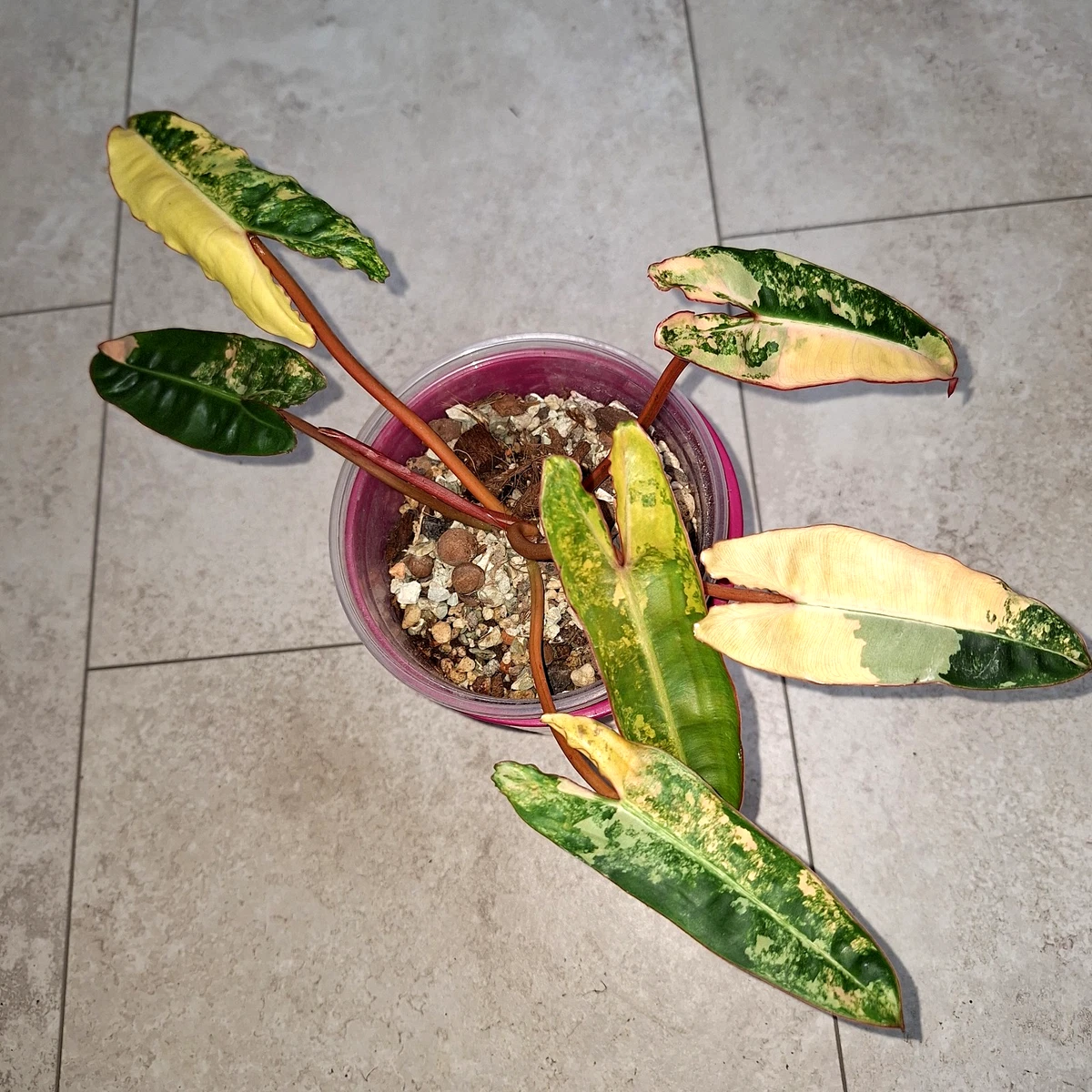 banana plant Musa velutina main image 0