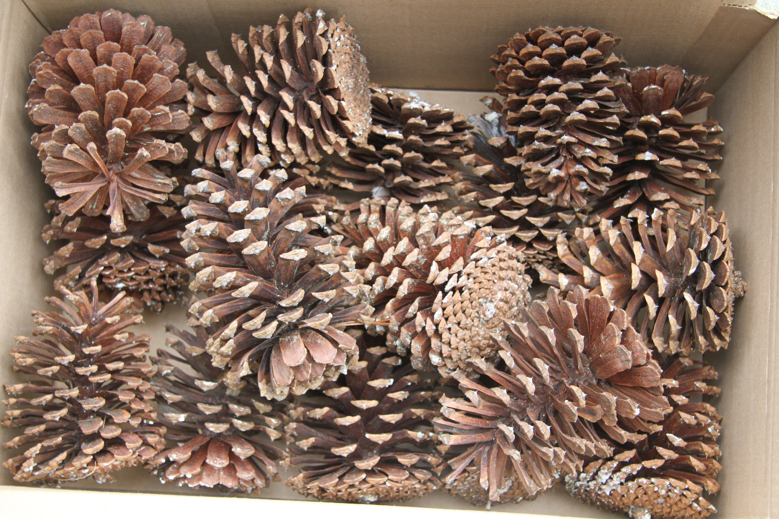 Giant Large Louisiana Longleaf Pine Cone Cones For Art Crafts Home