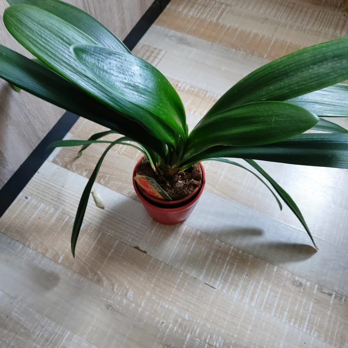 Clivia-Zimmerpflanzen online kaufen | eBay.de