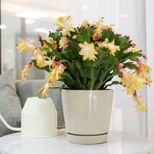 Yellow Christmas/Thanksgiving cactus live plants in a inch 4 inch pot
