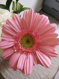 FLOWER image virtual digital photo post card picture #E022T1A Elena