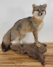 Gorgeous Grey Fox Full Body Mount Taxidermy Log Cabin Vintage Rare