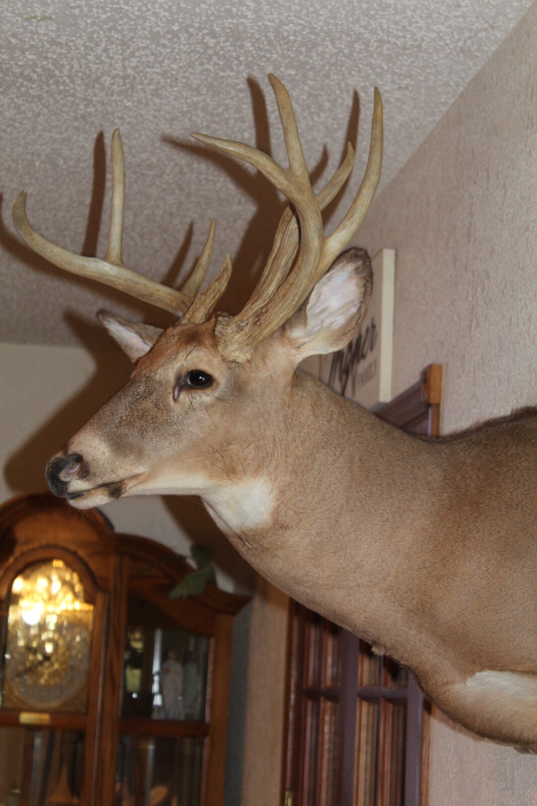 Whitetail Deer Head Shoulder Mount Taxidermy Cape Shed Antler Hunt Mule Rack