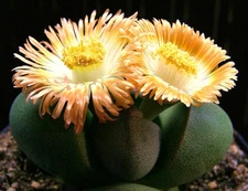 Pleiospilos Nelii rare succulent mesembs rock living stones cactus seed 50 SEEDS