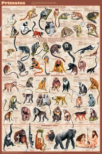 Primates Mammals Laminated Educational Science Classroom Chart Poster