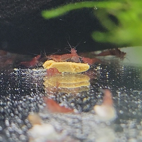 20+2 Cherry Neocaridina Freshwater Cull Shrimp USA Home Bred, Real Pictures + - Picture 14 of 20