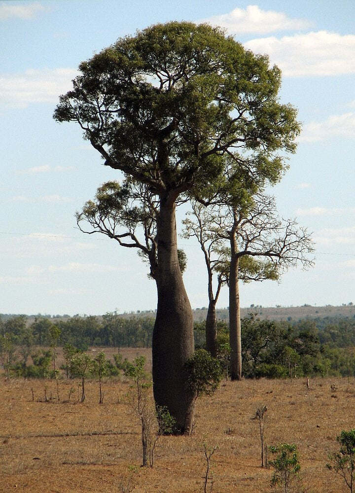 50 Graines d'Arbre Bouteille Australien Brachychiton Rupestris pour Jardin