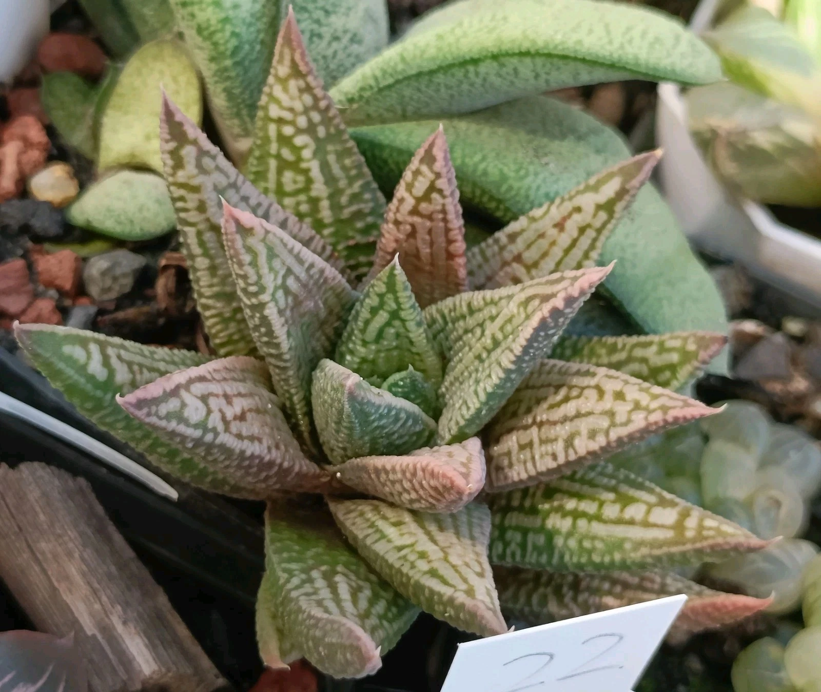 Haworthia Hard Leaf Hybrid nice succulent plant 22
Opens in a new window or tab