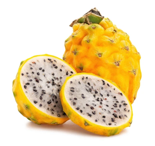 20 YELLOW DRAGON FRUIT Pitaya Pitahaya Pear Hylocereus Megalanthus Cactus Seeds