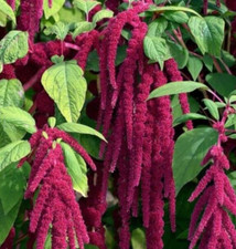 LOVE LIES BLEEDING SEEDS 2000 AMARANTH annual FLOWER garden FREE SHIPPING