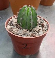 Polaskia Chichipe Cactus Ships In A 3.5" Pot Nice Color  Starter Size!#2