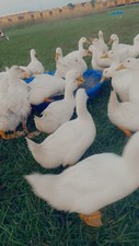 🐣🐥🐣Purebred Jumbo Pekin Duck Hatching Eggs🐣🐥🐣🐥 NPIP/AI CLEAN