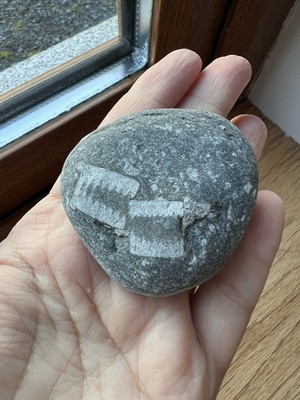 54,1 mm irischer Crinoid Fossil Stein - handverlesen Küstenkies Seeliliengestein