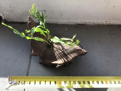 nano drift wood creations