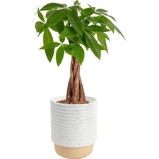 Money Tree Live Plant in Decorative Pot, Air Purifying, Large Indoor Houseplant,